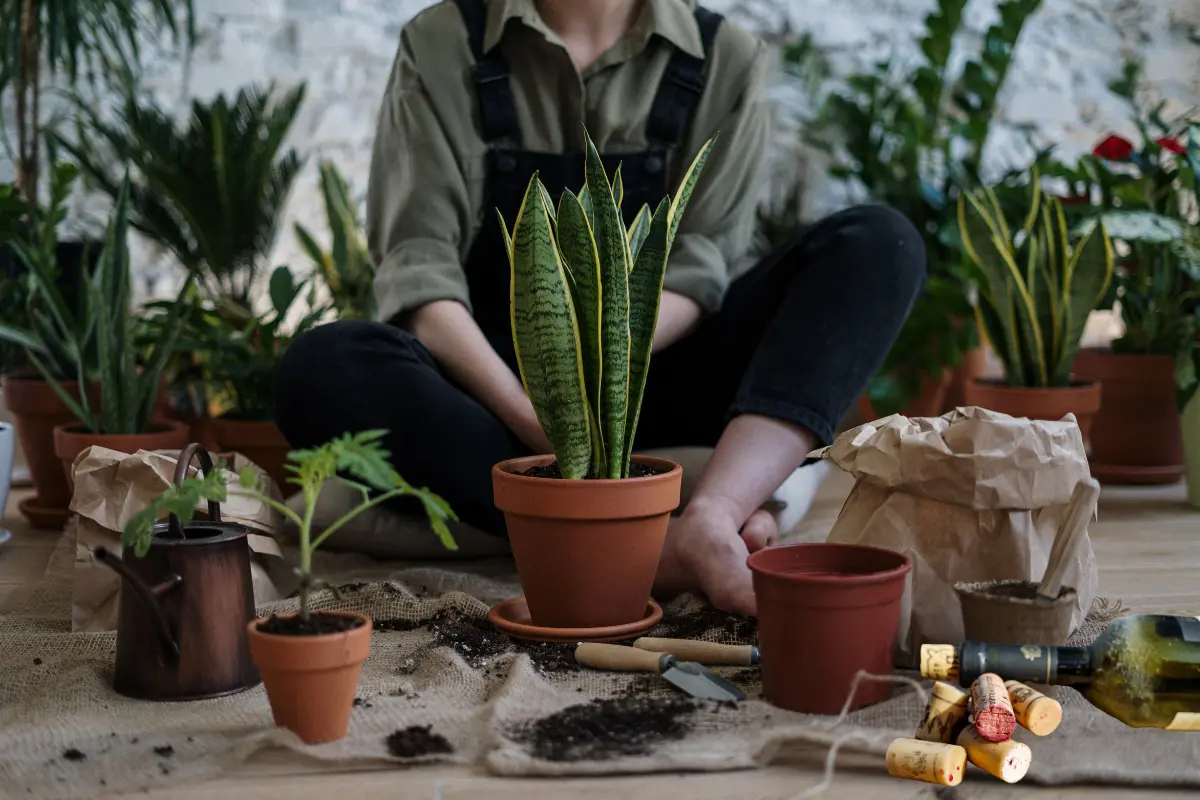 Evita que las raíces de tus plantas se pudran por exceso de agua con este producto de desecho. Foto: Canva
