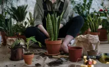 Evita que las raíces de tus plantas se pudran por exceso de agua con este trucazo