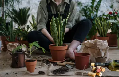 Evita que las raíces de tus plantas se pudran por exceso de agua con este trucazo