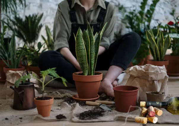 Evita que las raíces de tus plantas se pudran por exceso de agua con este trucazo