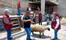 Operación “Liberación”: esto pasó con los animales y alimentos asegurados en Edomex