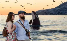 Inicia la primera temporada de avistamiento de orcas en playas de La Paz