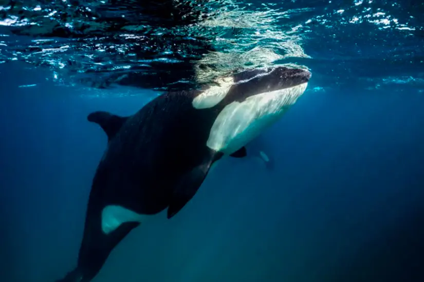 Foto: Mexico Travel Adventures.