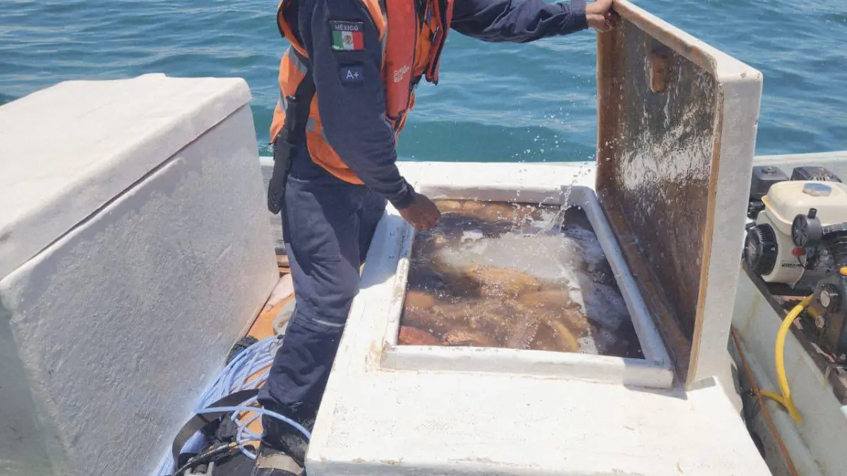 En 18 estados de México se decomisaron más de 4 mil toneladas de pesca ilegal Foto: SSP Yucatán