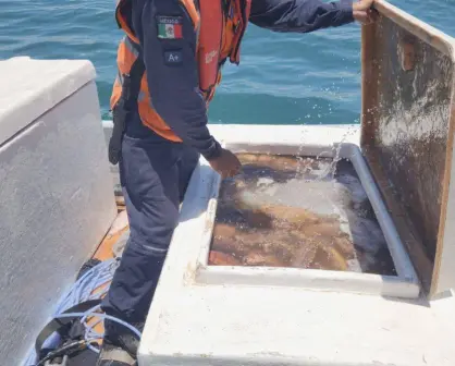 Decomisan en la Península de Yucatán miles de kilos de pesca ilegal en lo que va del 2025