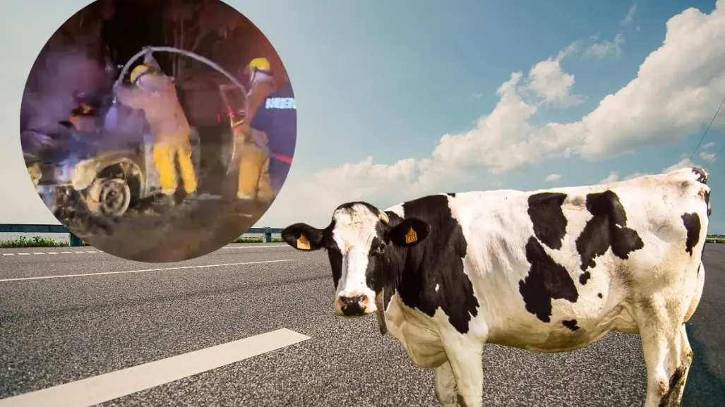 Accidente en Yucatán deja una vaca sin vida tras ser atropellada por una camioneta