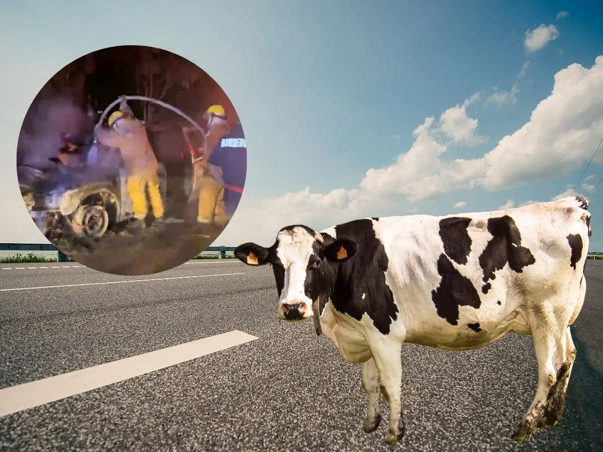 Una vaca perdió la vida luego de ser atropellada por una camioneta que fue habilitada como carroza fúnebre y que circulaba sobre la vía Tizimín-Sucopo,.- Fuente el Transmisor y Canva
