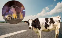 Accidente en Yucatán deja una vaca sin vida tras ser atropellada por una camioneta