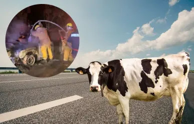 Accidente en Yucatán deja una vaca sin vida tras ser atropellada por una camioneta
