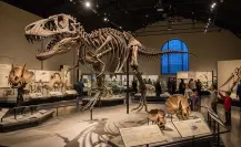 Vestigios de la Vida: Una exposición de fósiles reales de dinosaurios en la CDMX