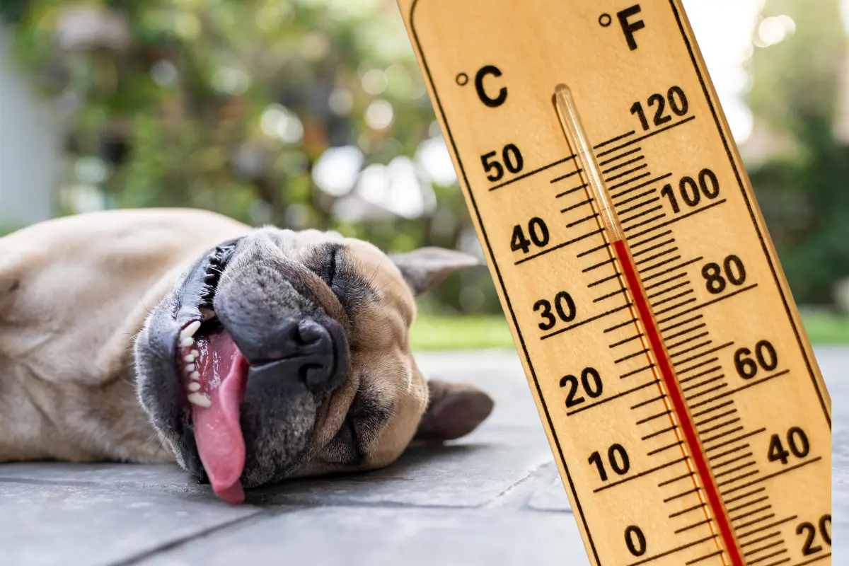 Altas temperaturas se siguen esperando en Baja California Sur, por la onda de calor que persiste en el ambiente. Fotos: Canva.
