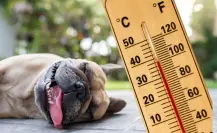 Temperaturas por arriba de 40°C: así es el pronóstico para el clima en BCS