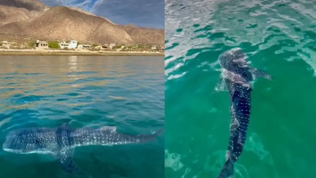 Captan a tierno tiburón ballena bebé en Bahía de los Ángeles, Baja California