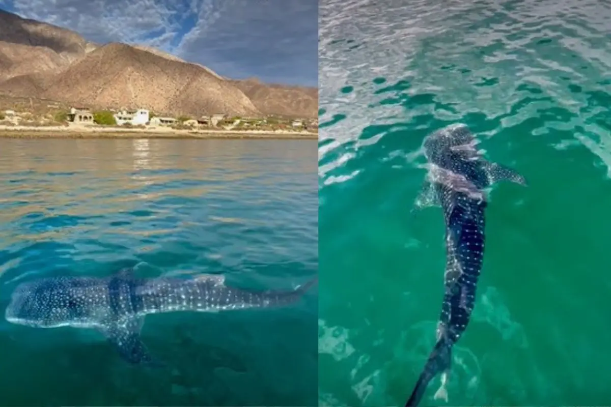 Foto: Facebook / BDLA - Bahía De Los Ángeles