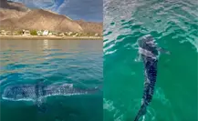 Captan a tierno tiburón ballena bebé en Bahía de los Ángeles, Baja California