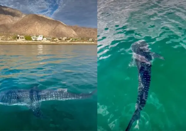 Captan a tierno tiburón ballena bebé en Bahía de los Ángeles, Baja California