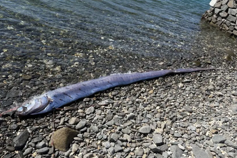Foto: iNaturalist