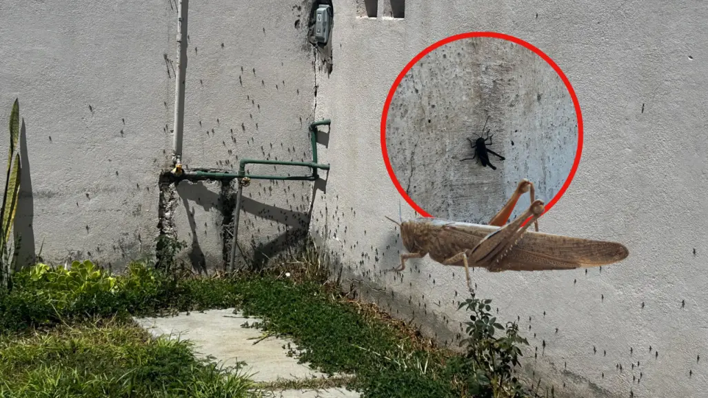 FOTOS | La impresionante invasión de chapulines a un fraccionamiento de Durango