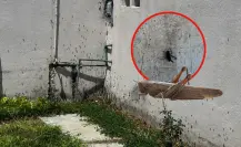 FOTOS | La impresionante invasión de chapulines a un fraccionamiento de Durango