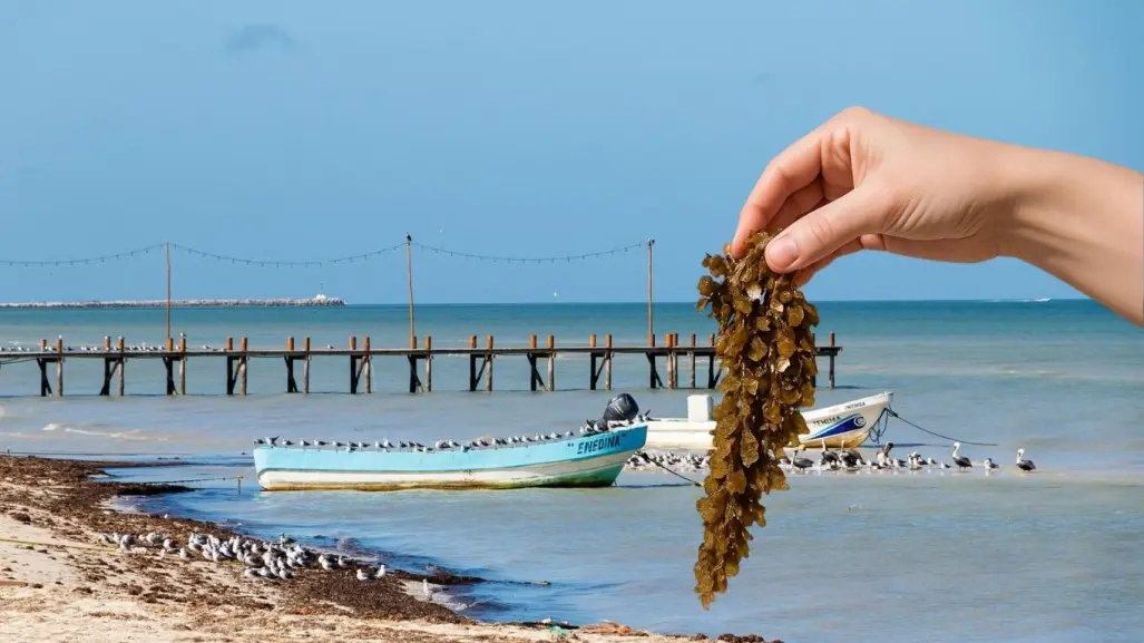 Innovación y ciencia contra el sargazo: Yucatán apuesta por soluciones sostenibles