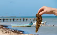 Innovación y ciencia contra el sargazo: Yucatán apuesta por soluciones sostenibles