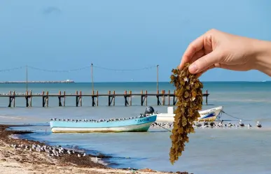 Innovación y ciencia contra el sargazo: Yucatán apuesta por soluciones sostenibles