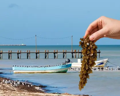 Innovación y ciencia contra el sargazo: Yucatán apuesta por soluciones sostenibles