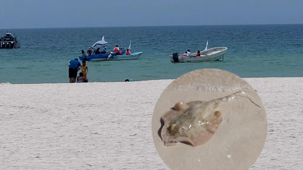 Playas de Progreso con bandera morada ¿qué significa esto?