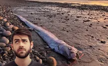 ¿Por qué es raro ver un pez remo en la orilla? Visitante de las profundidades en BCS