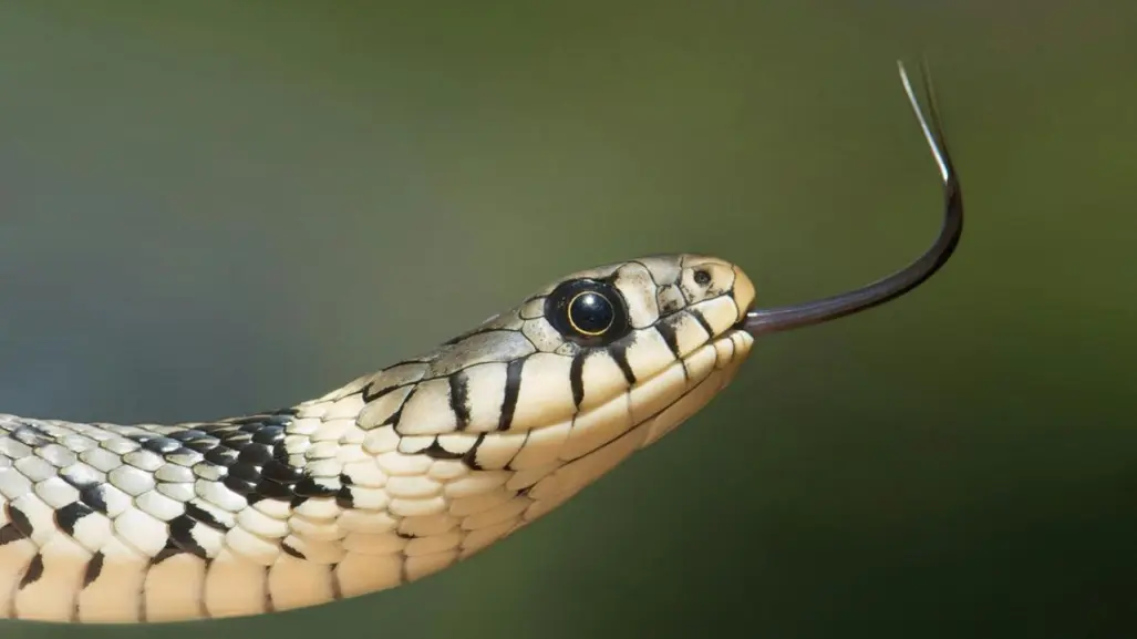 ¿Qué hacer si te encuentras una serpiente en la calle o en el hogar en Yucatán?