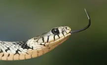 ¿Qué hacer si te encuentras una serpiente en la calle o en el hogar en Yucatán?