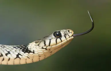 ¿Qué hacer si te encuentras una serpiente en la calle o en el hogar en Yucatán?