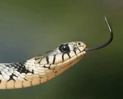 ¿Qué hacer si te encuentras una serpiente en la calle o en el hogar en Yucatán?