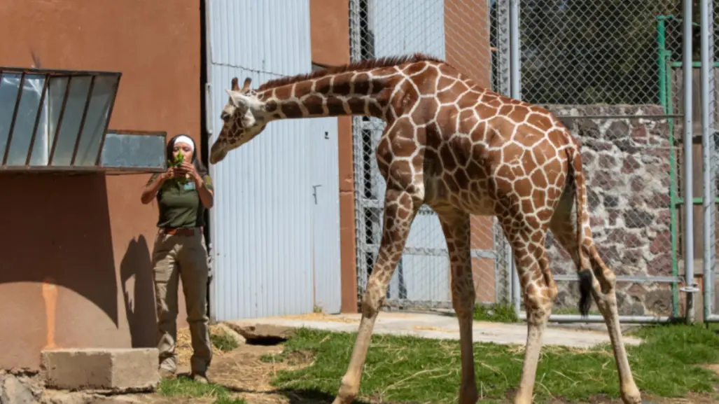 Entra gratis al zoológico de Zacango este verano si cumples con estos simples requisitos