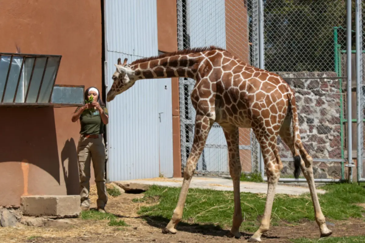 Jirafa del zoológico de Zacango en el Edomex.  Foto: FB (Parque Ecológico Zacango)