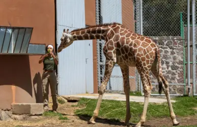 Entra gratis al zoológico de Zacango este verano si cumples con estos simples requisitos