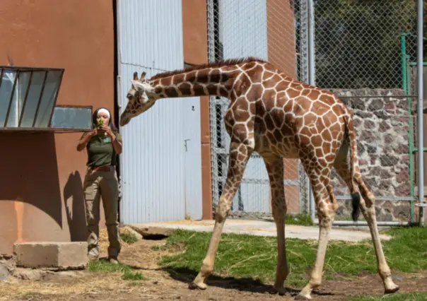 Entra gratis al zoológico de Zacango este verano si cumples con estos simples requisitos