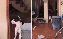 Boxeadora denuncia criadero clandestino de perros en Edomex; vecinos exigen justicia