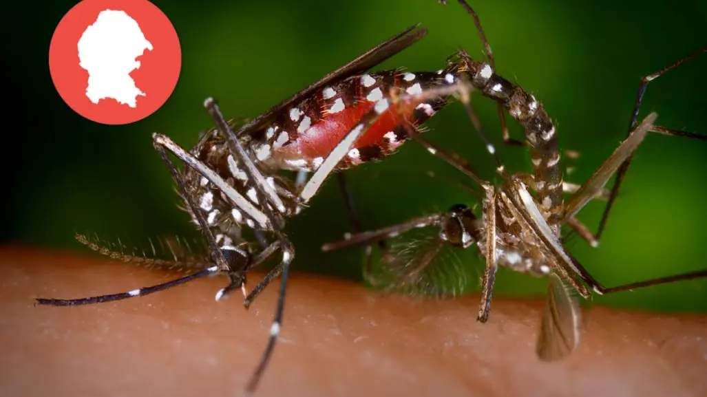 Reportan 17 casos de dengue en Coahuila