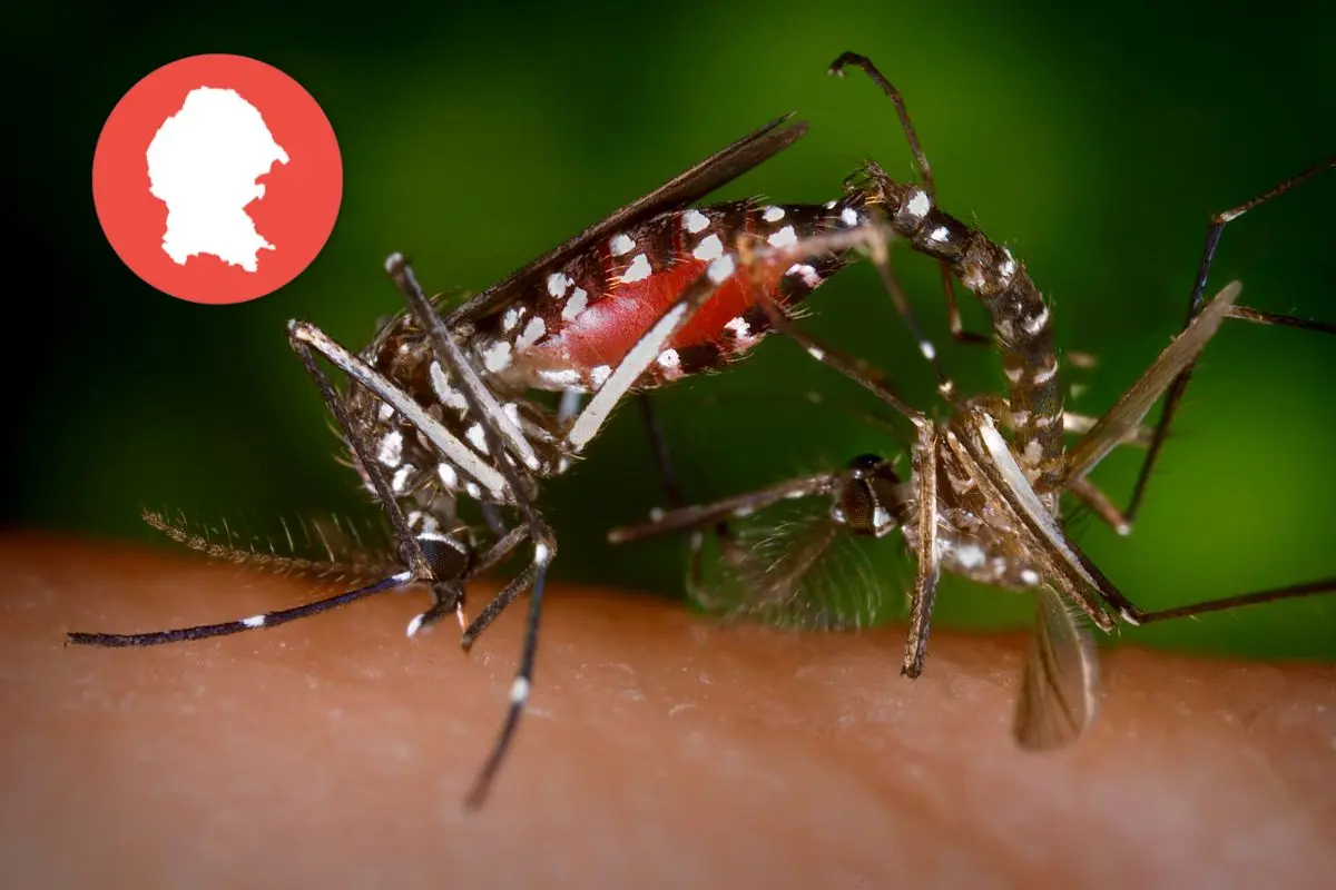 17 casos de dengue en Coahuila. Foto de canva.