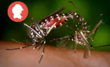 Reportan 17 casos de dengue en Coahuila