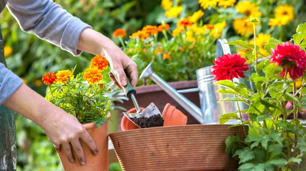 Estas 3 plantas son ideales para sembrar en agosto en tu jardín