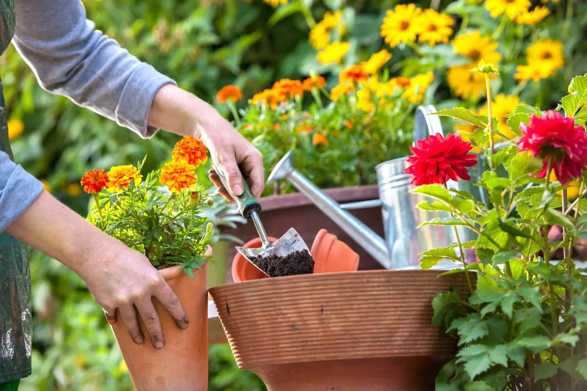 Las plantas que se pueden sembrar en agosto son la que resisten las altas temperaturas. Foto: Canva
