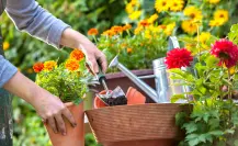 Estas 3 plantas son ideales para sembrar en agosto en tu jardín