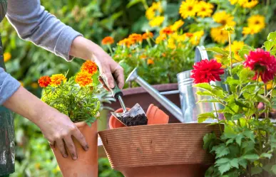 Estas 3 plantas son ideales para sembrar en agosto en tu jardín