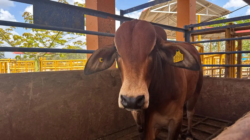 Buscan producir moscas estériles para combatir el gusano barrenador en Yucatán