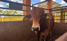 Buscan producir moscas estériles para combatir el gusano barrenador en Yucatán