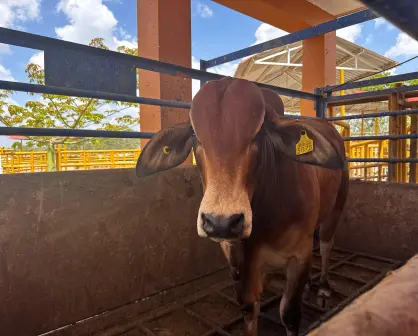 Buscan producir moscas estériles para combatir el gusano barrenador en Yucatán
