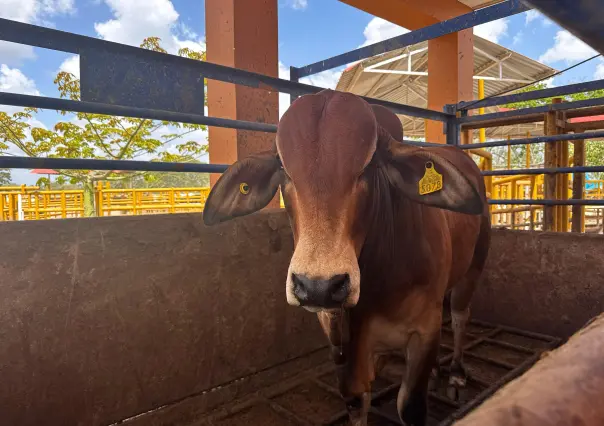 Buscan producir moscas estériles para combatir el gusano barrenador en Yucatán
