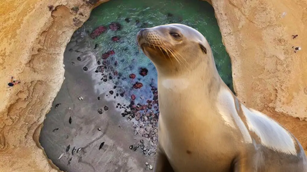 La Lobera, el cráter donde nacen lobos marinos en Baja California
